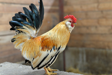 coq