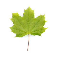 maple leaf