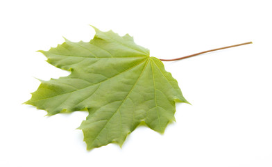 maple leaf