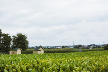 Fototapeta na wymiar Z upraw w kraju Amiszów