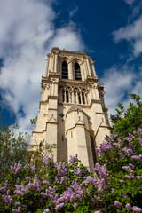 Notre Dame cathedral during spring time in Paris, France