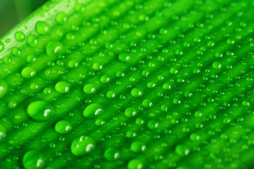 green plant leaf
