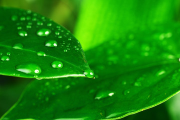 green plant leaf