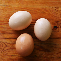 chicken eggs