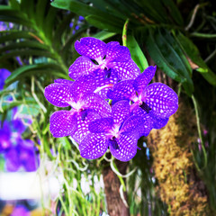 Orchids