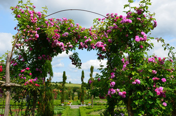 The romantic alley-way in the pergola from roses.