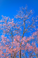 Beautiful cherry blossom against blue sky