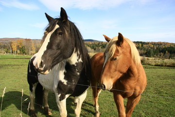 Fototapeta na wymiar Horses in Pasture
