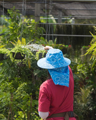 Close up farmer watering plant via plastic hose