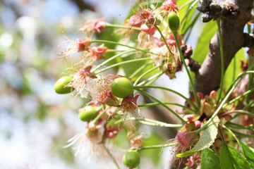 ciliegie verdi su rami