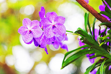 Orchids
