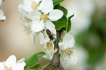 pszczoła zbierająca nektar z kwiatów jabłoni