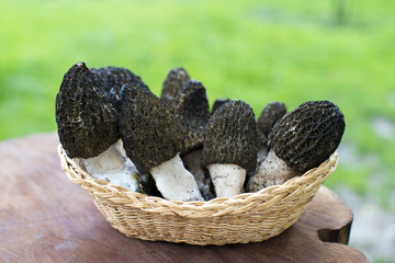 Morel mushrooms