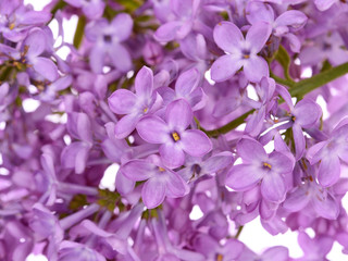 Fototapeta na wymiar Beautiful Lilac branch ,close-up