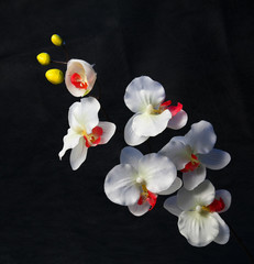 Fototapeta na wymiar Orchid isolated on black background