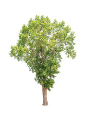 Fototapeta na wymiar Irvingia malayana also known as Wild Almond tree