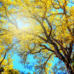 Under big yellow tree.