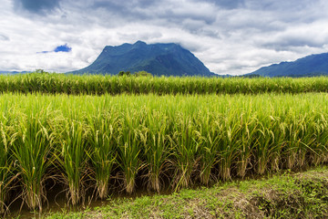 Rice field under cloudy sky