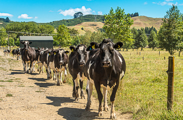 Dairy cattles