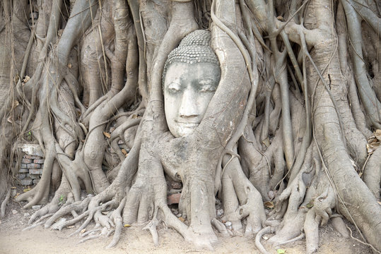 Buddha head entwined in tree roots Ayutthaya Thailand