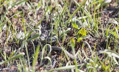 Grass or ringed snake on the ground