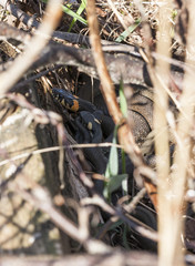 Three grass snakes lie on eachother