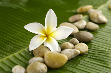 Fototapeta na wymiar white frangipani and candle on banana leaf texture