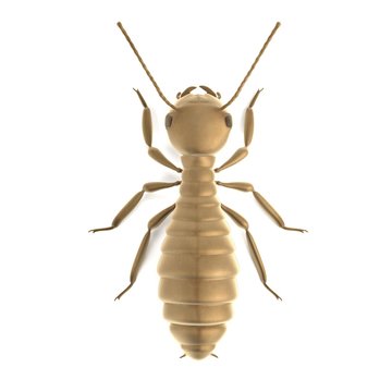 realistic 3d render of termite worker