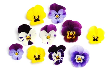 Photo sur Plexiglas Pansies violettes