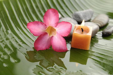 pink frangipani, candle ,pebbles on wet banana leaf