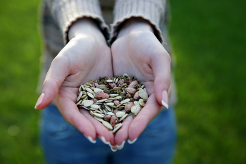 Naklejka na ściany i meble Closeup portrait of a female hands holding seeds