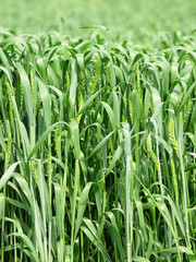 Obraz premium Wheat field