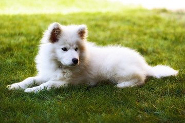 Llittle Samoyed puppy portrait in the garden