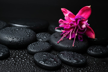 Spa concept of pink with red fuchsia flower and zen stones with - obrazy, fototapety, plakaty