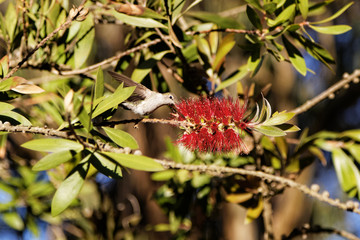 Hummingbird and Flowers