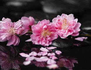 beautiful pink plum flowers in spring