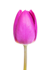 Purple tulip isolated