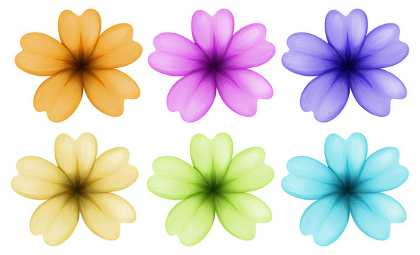 Six colourful and blooming flowers