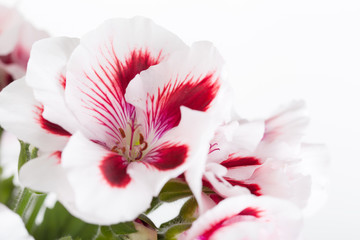 Obraz na płótnie Canvas Flowers of a two-color geranium close up