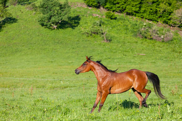 Fototapeta premium beautiful bay Arab horse runs on a green meadow