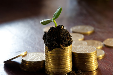 Golden coins in soil with young plant. Money growth concept.