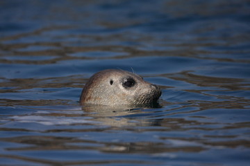 Spotted Seal (Phoca largha) in Hokkaido, Japan 