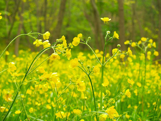 Yellow flowers in the forest
