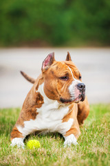 American staffordshire terrier playing with ball