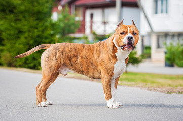 American staffordshire terrier
