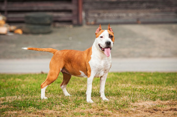 American staffordshire terrier