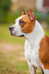 Portrait of american staffordshire terrier