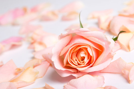 pink rose and petals over white background