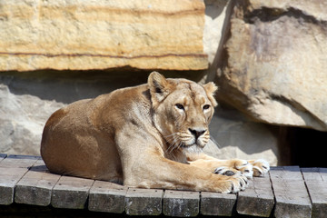 photo of the lion