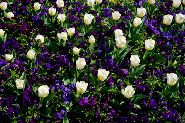 Some ornamental spring flowers, close-up view.